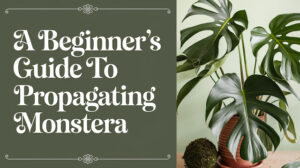 A Beginner’s Guide to Propagating Monstera: Step-by-Step Tutorial