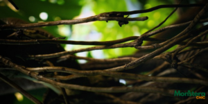 Monstera Plant Staking