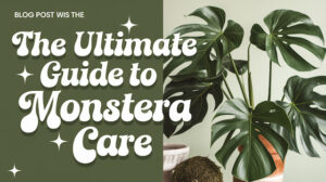 The Ultimate Guide to Monstera Care