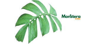 monstera plant stake